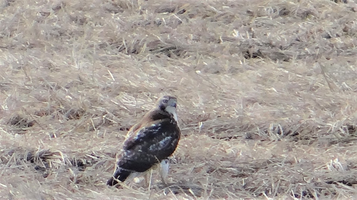 Ferruginous Hawk - Cindy Bridges