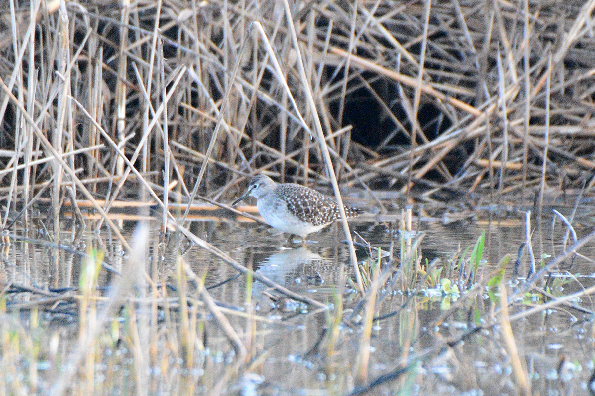 Wood Sandpiper - Josep Manchado | BirdingMajorca.com