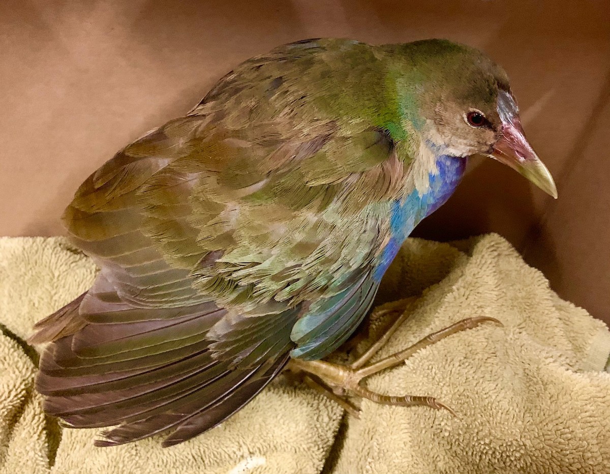 Purple Gallinule - ML299397731