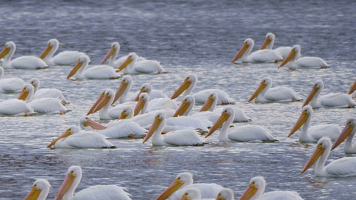 American White Pelican - Howard Haysom
