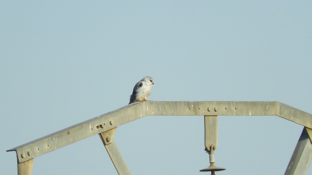 Black-winged Kite - Pau Lucio