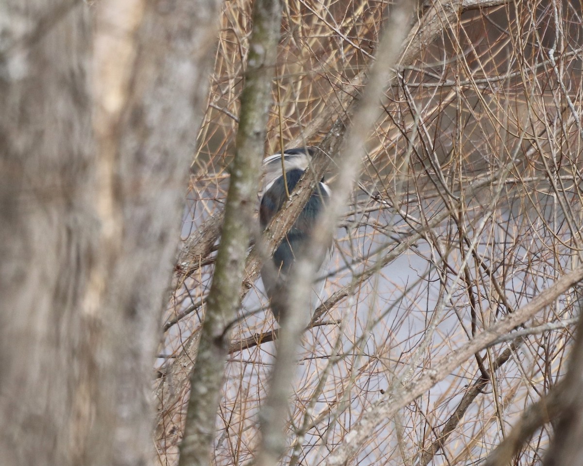 Black-crowned Night Heron - ML299398301