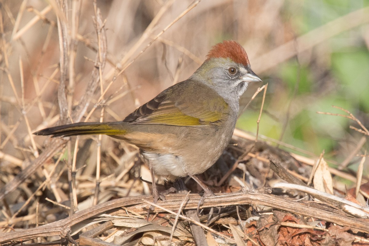 Green-tailed Towhee - ML299398441