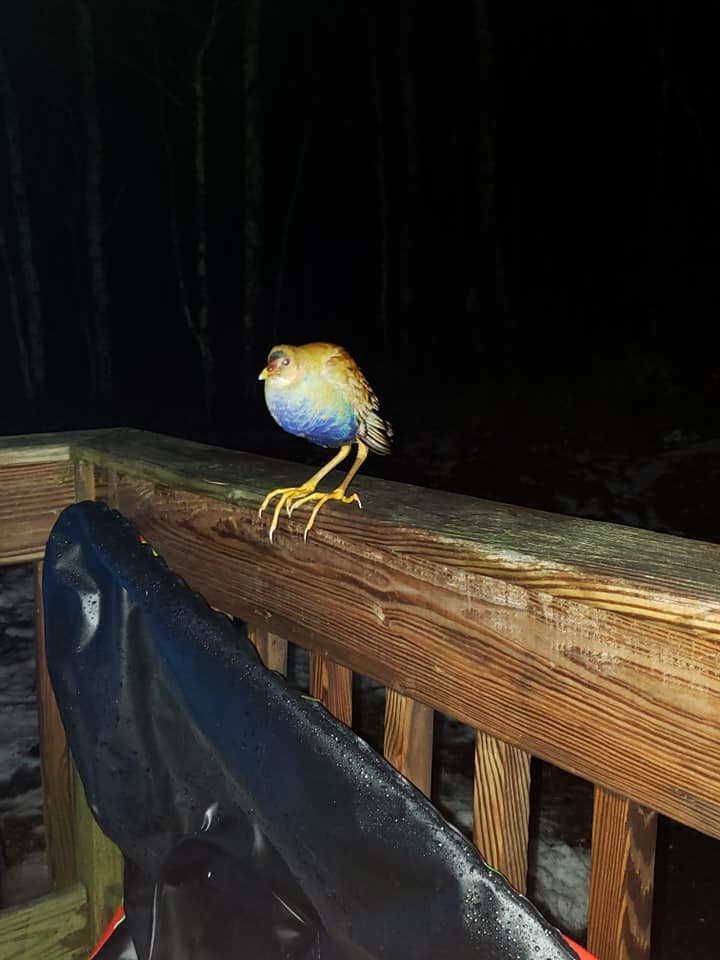 Purple Gallinule - ML299399871