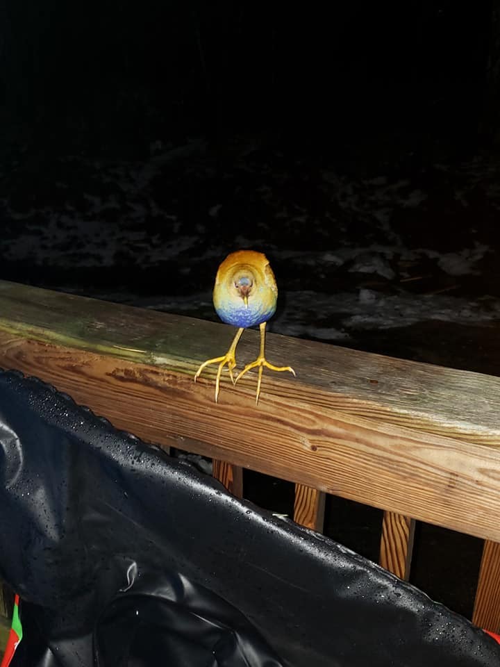 Purple Gallinule - ML299399881