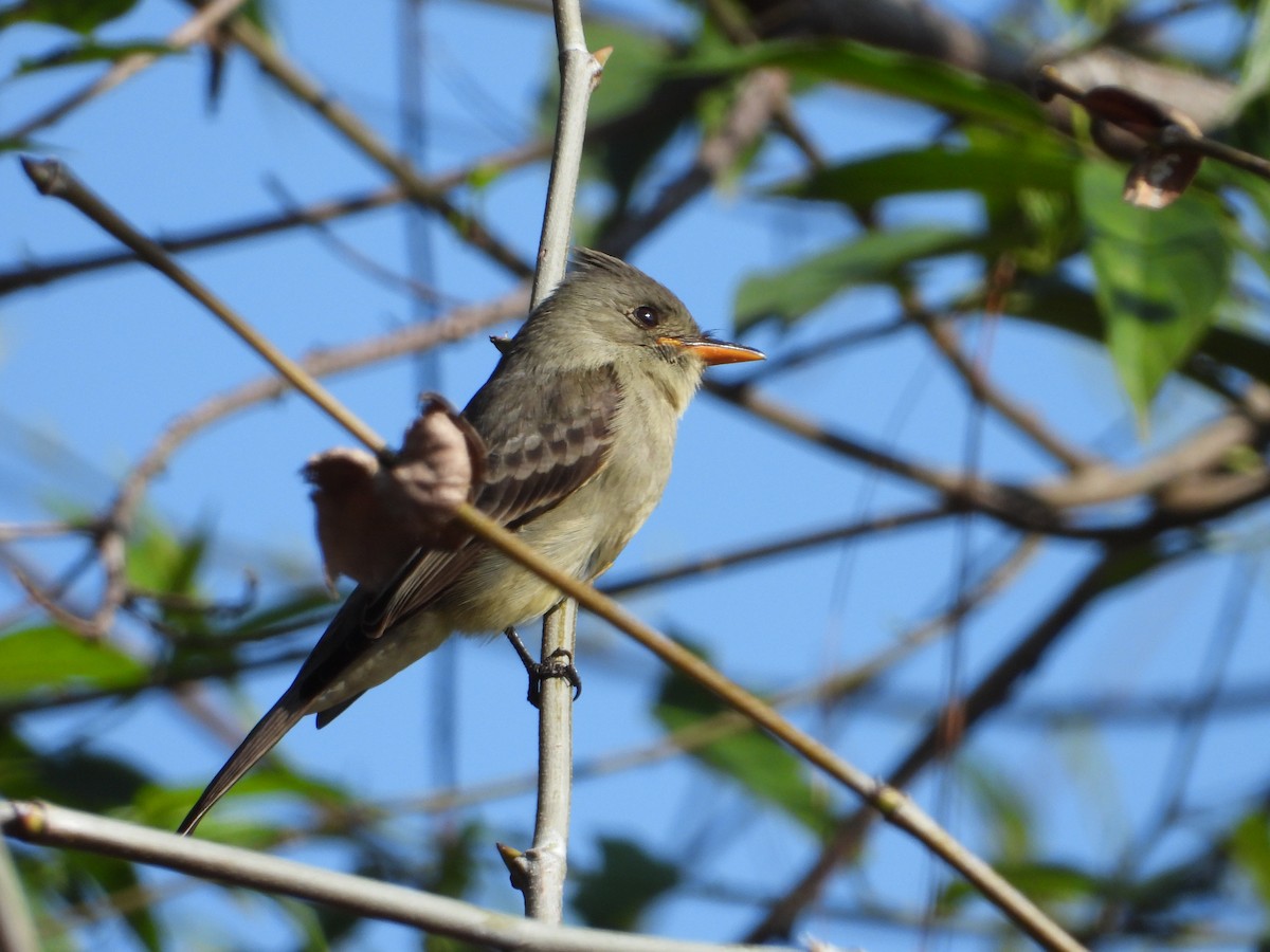 Greater Pewee - ML299400141