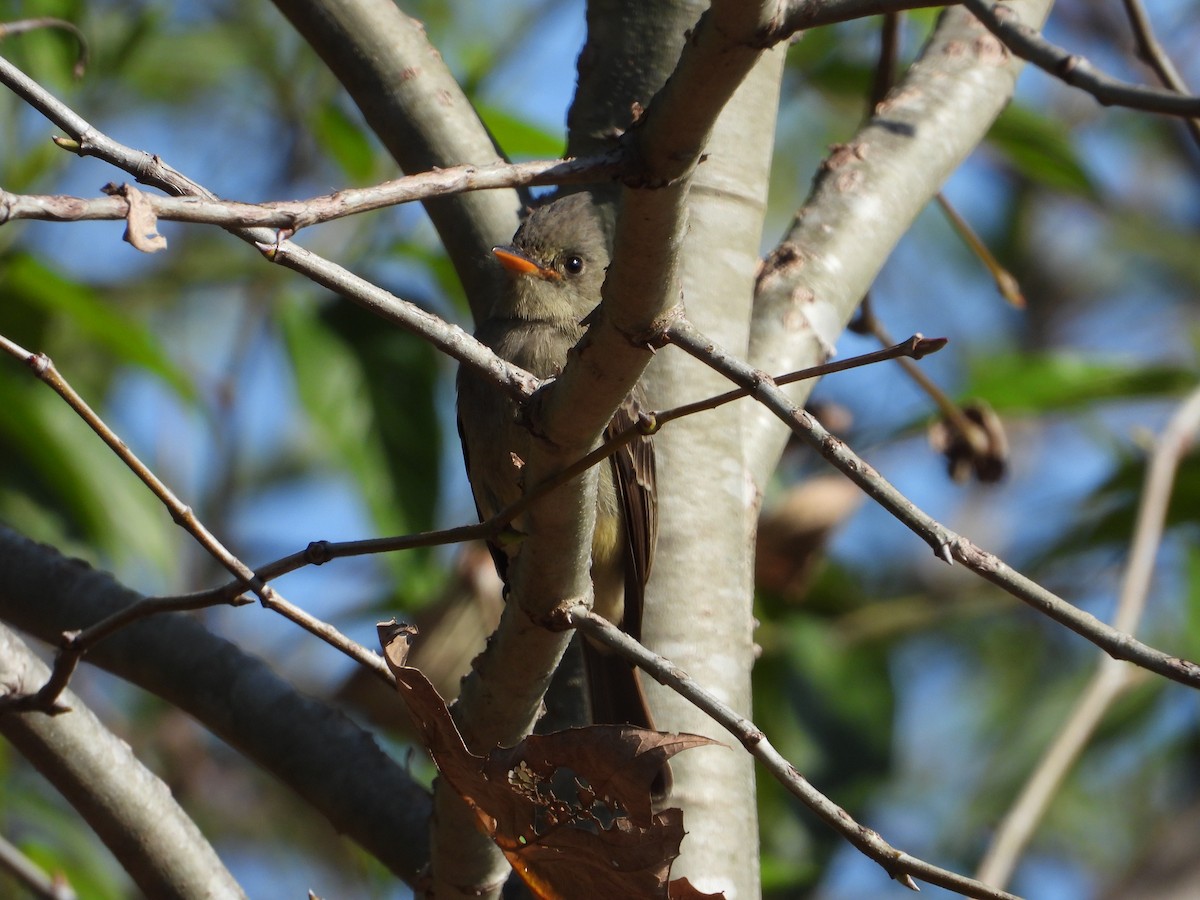 Greater Pewee - ML299400181