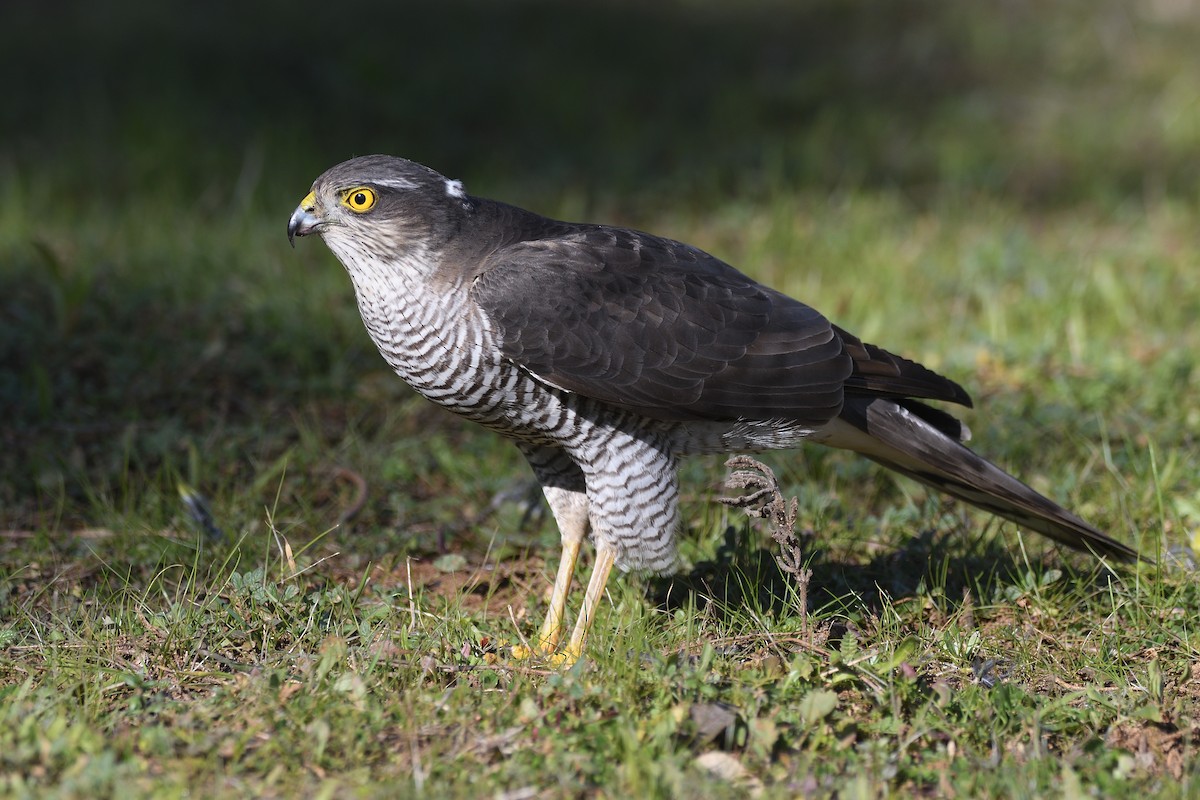 Eurasian Sparrowhawk - ML299400311