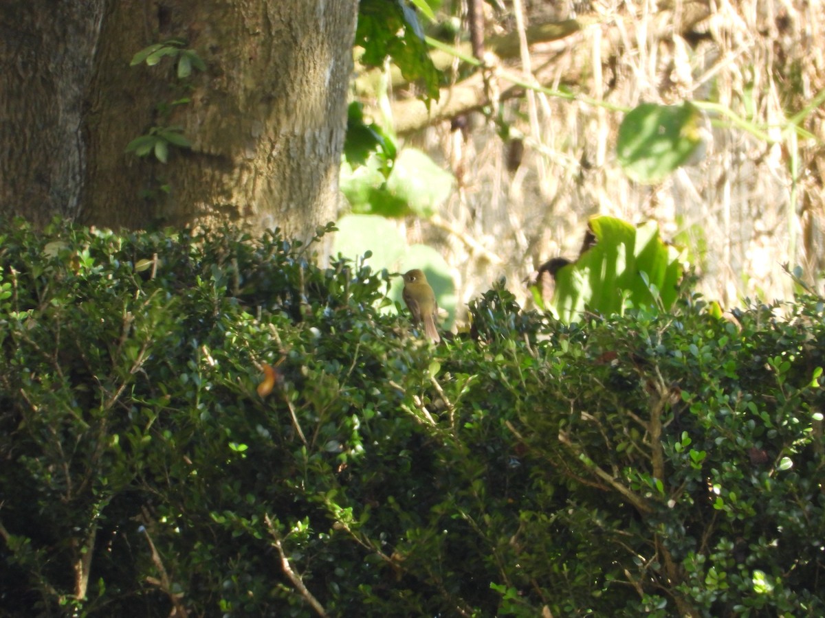 Western Flycatcher (Cordilleran) - ML299401241