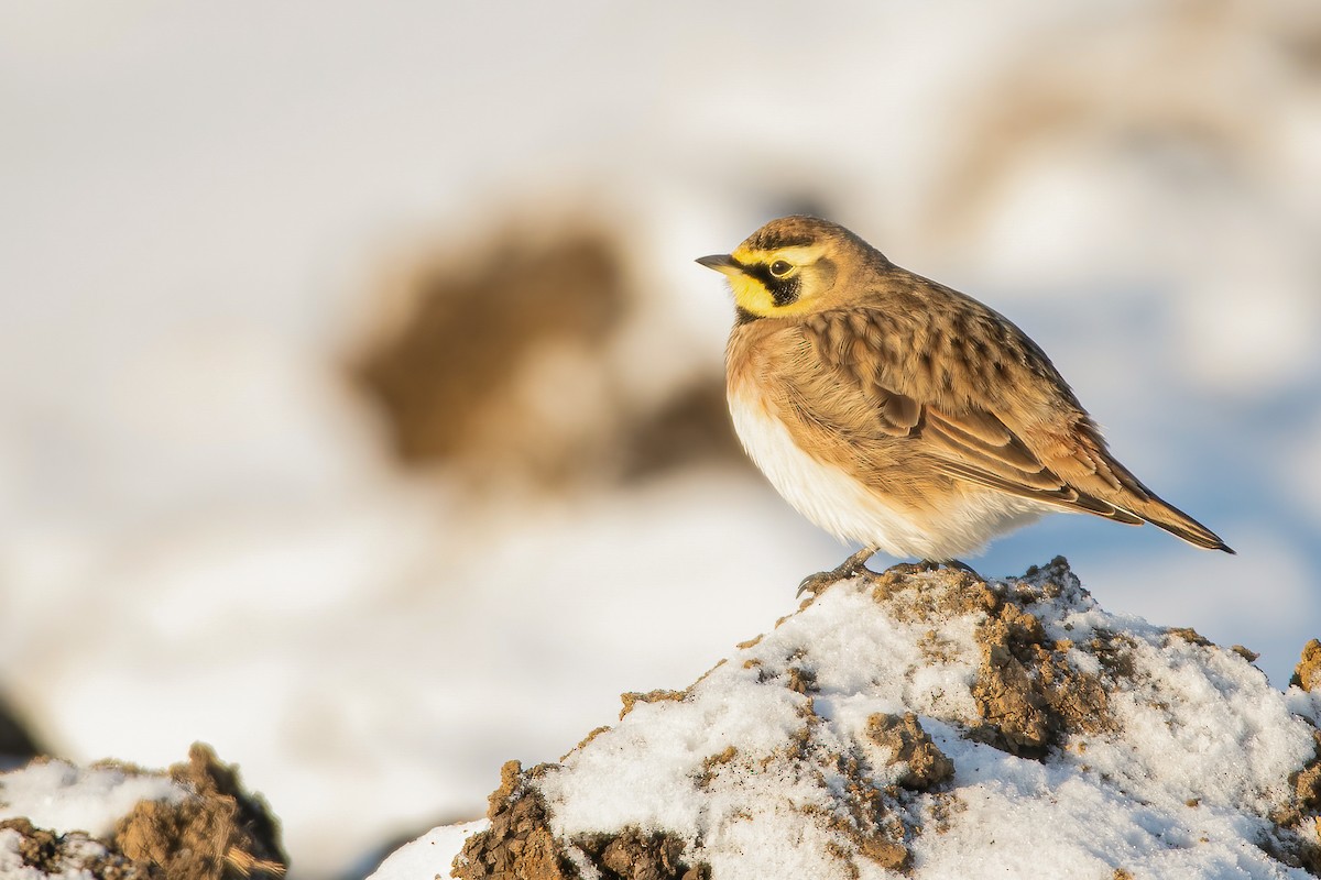 Horned Lark - Matthew Plante