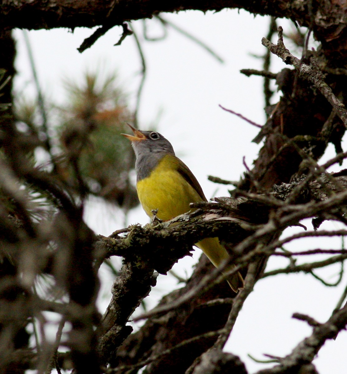 Connecticut Warbler - ML29940181