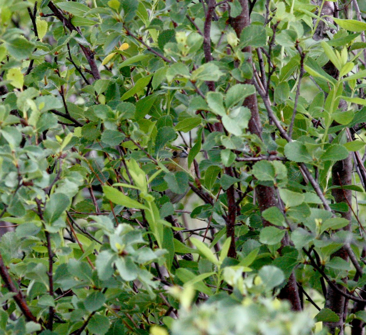 LeConte's Sparrow - ML29940271