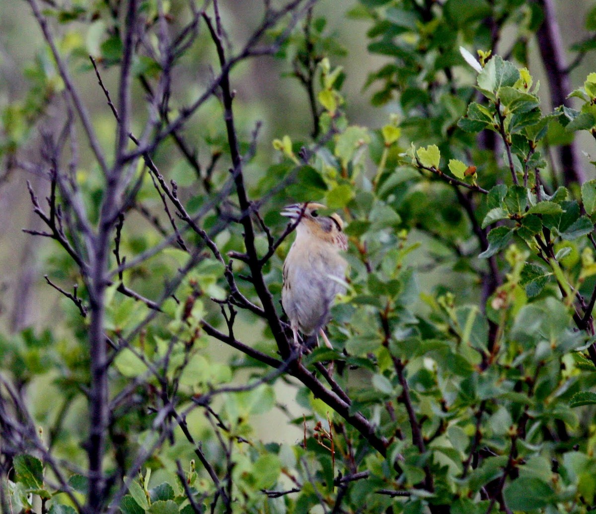 LeConte's Sparrow - ML29940281