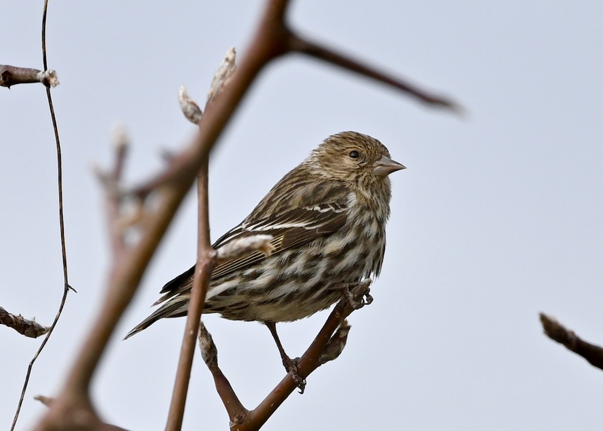 Pine Siskin - ML299403541