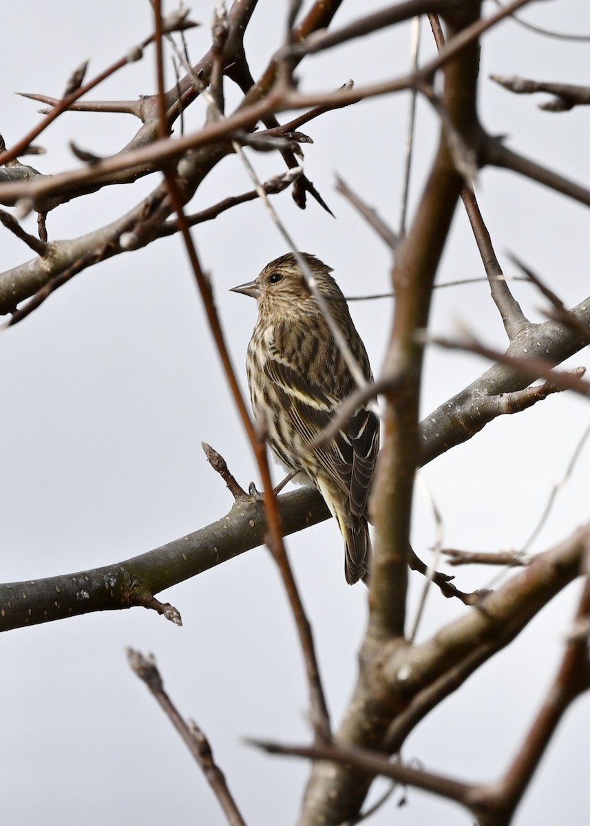 Pine Siskin - ML299403551