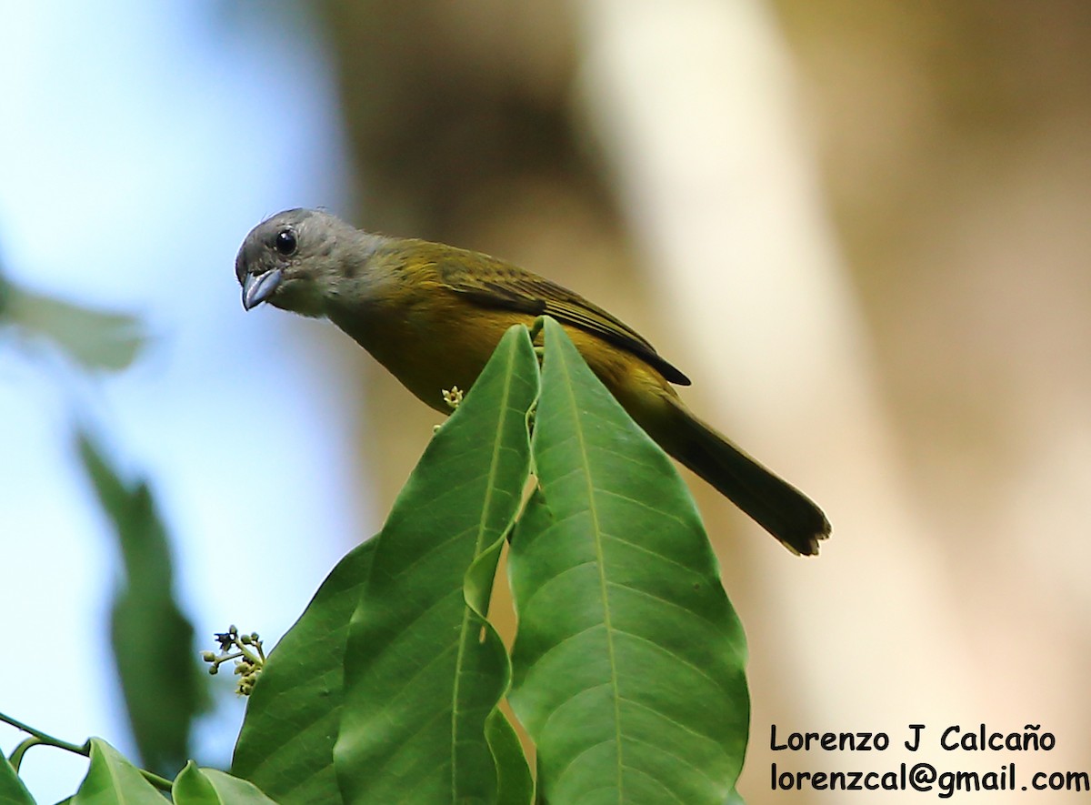 White-shouldered Tanager - Lorenzo Calcaño