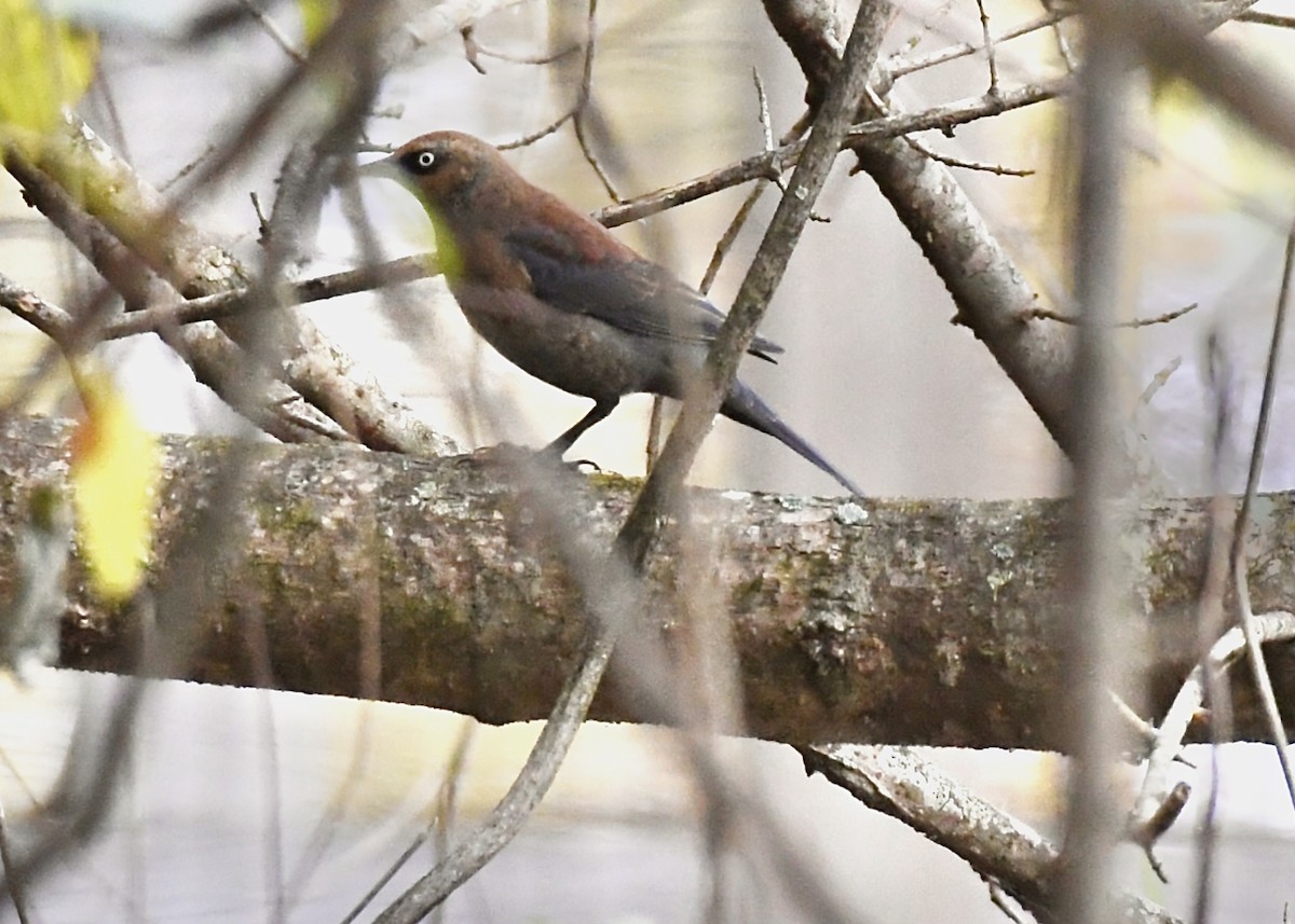 Rusty Blackbird - ML299405351
