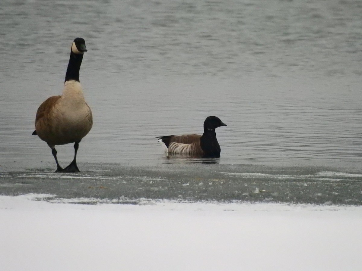 Brant - ML299406921