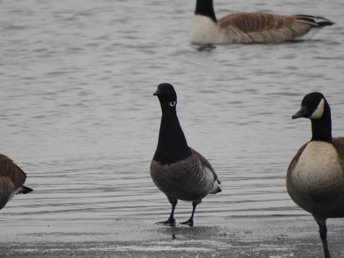 Brant - ML299407161