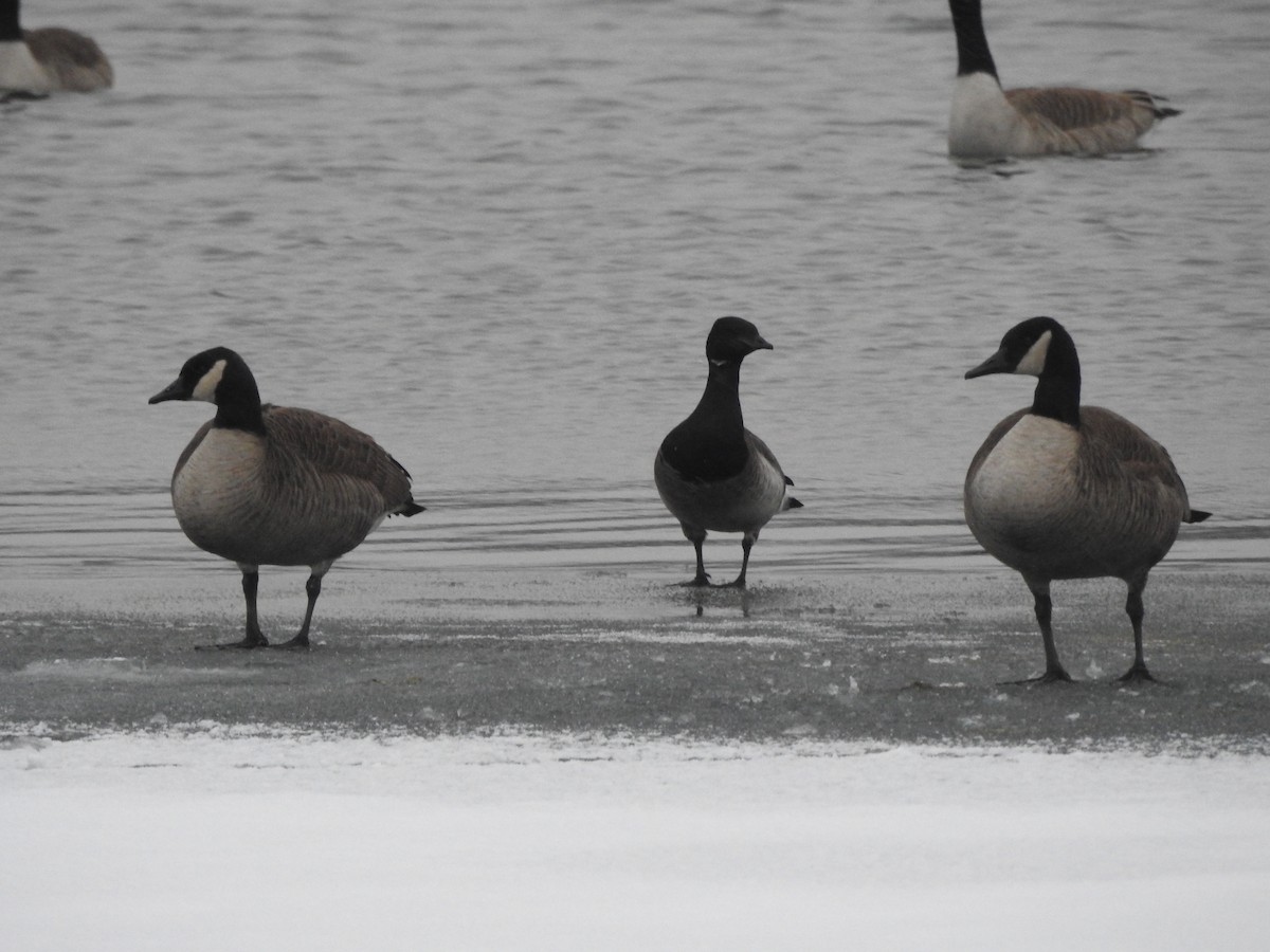 Brant - ML299407171