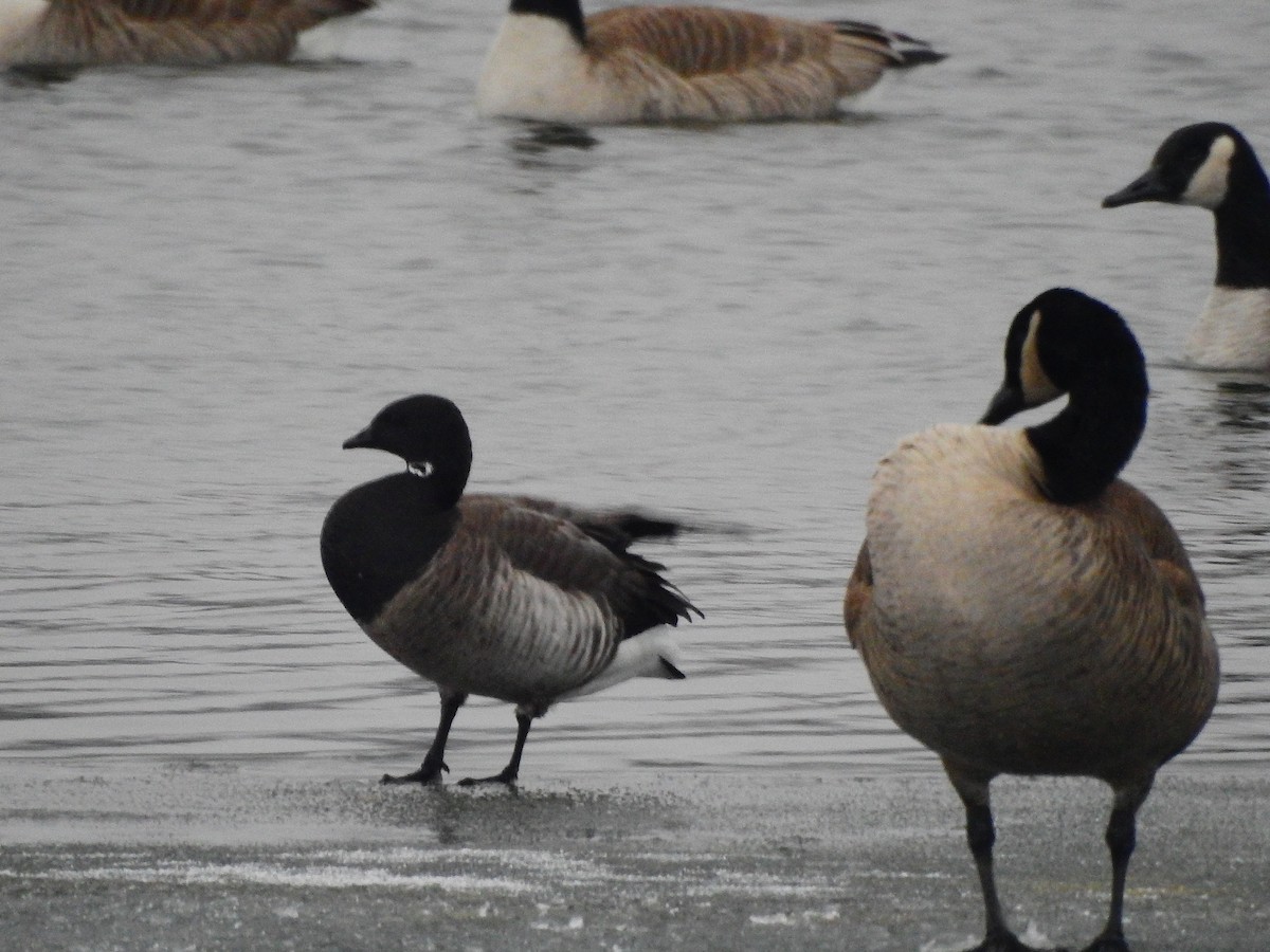 Brant - ML299407181