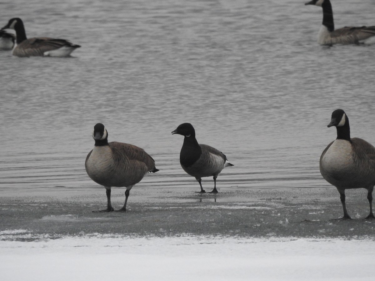 Brant - ML299407301