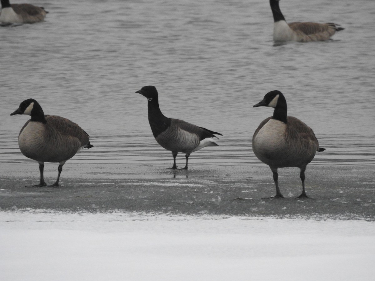 Brant - ML299407311