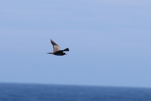 Long-tailed Jaeger - Alan Henry