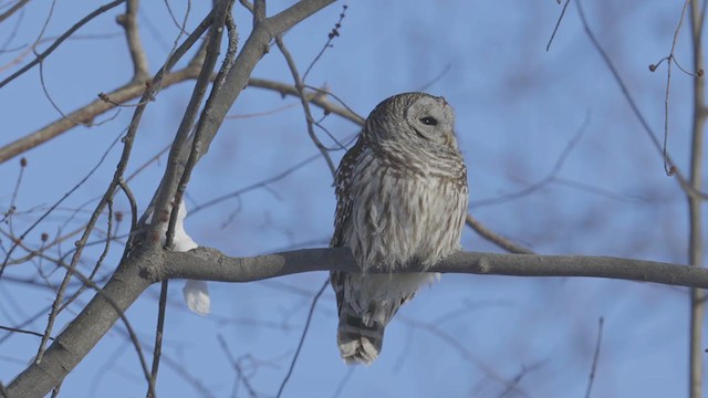 Barred Owl - ML299409011