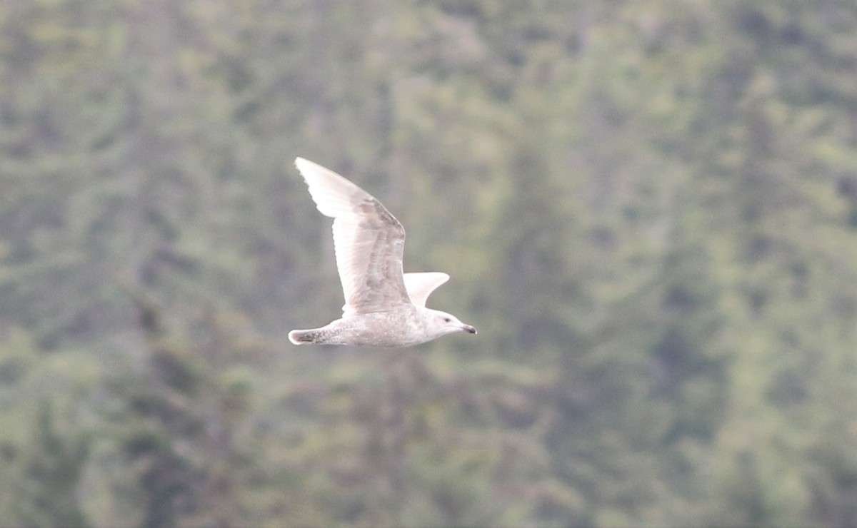 Glaucous-winged Gull - ML299409671