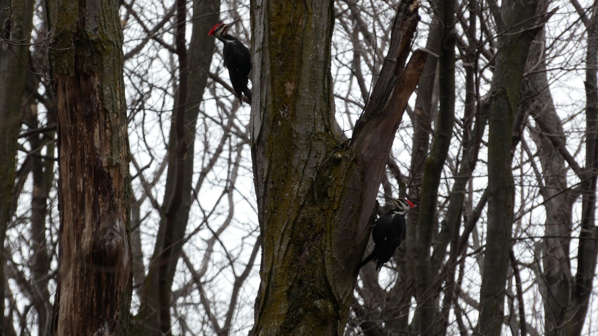 Pileated Woodpecker - ML299410351