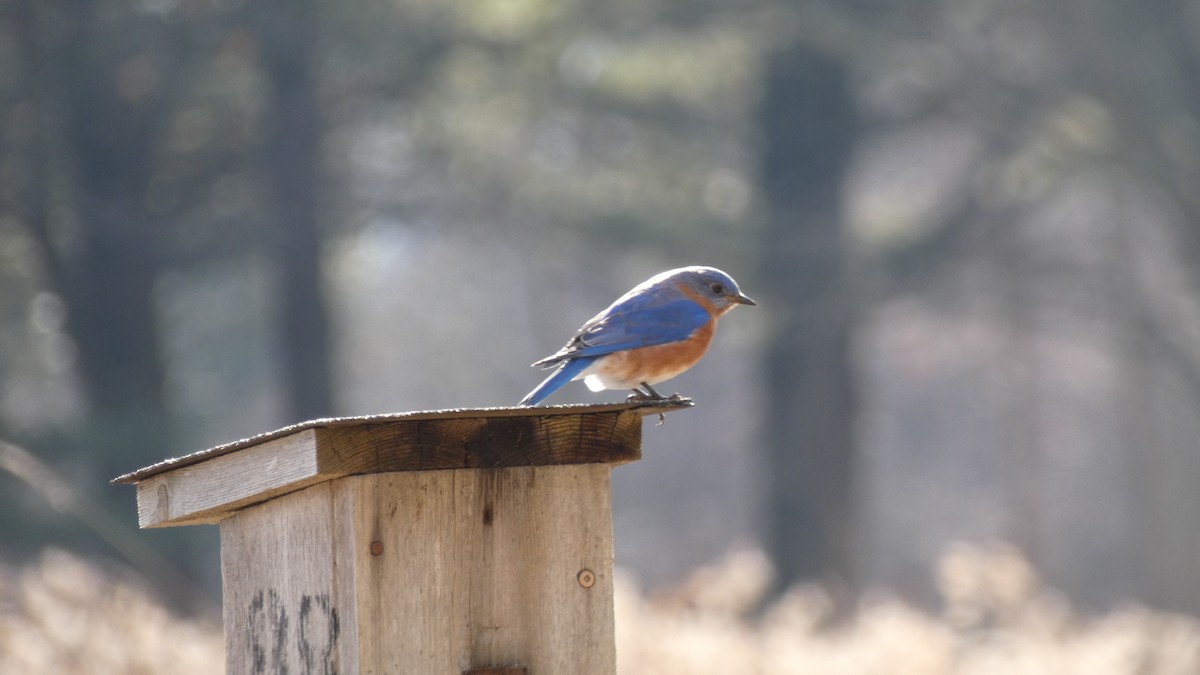 Eastern Bluebird - ML299410481