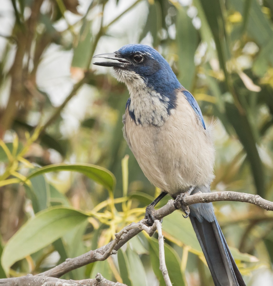 Island Scrub-Jay - Barry McKenzie