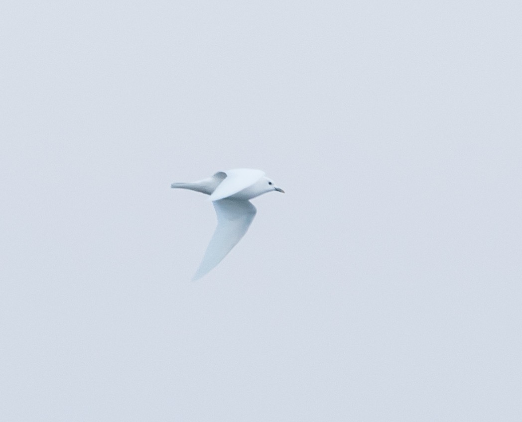 Белая чайка - ML299413051
