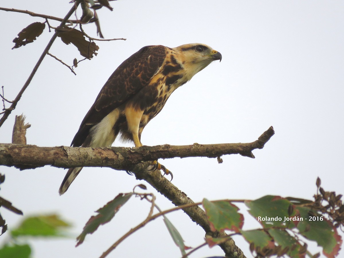 Gray-lined Hawk - ML29941321