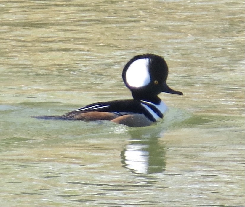 Hooded Merganser - Karen Mammone