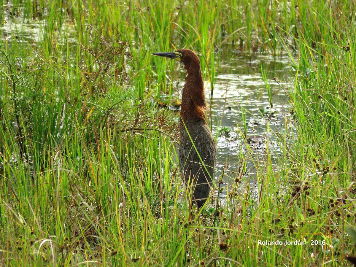 Rufescent Tiger-Heron - ML29941431