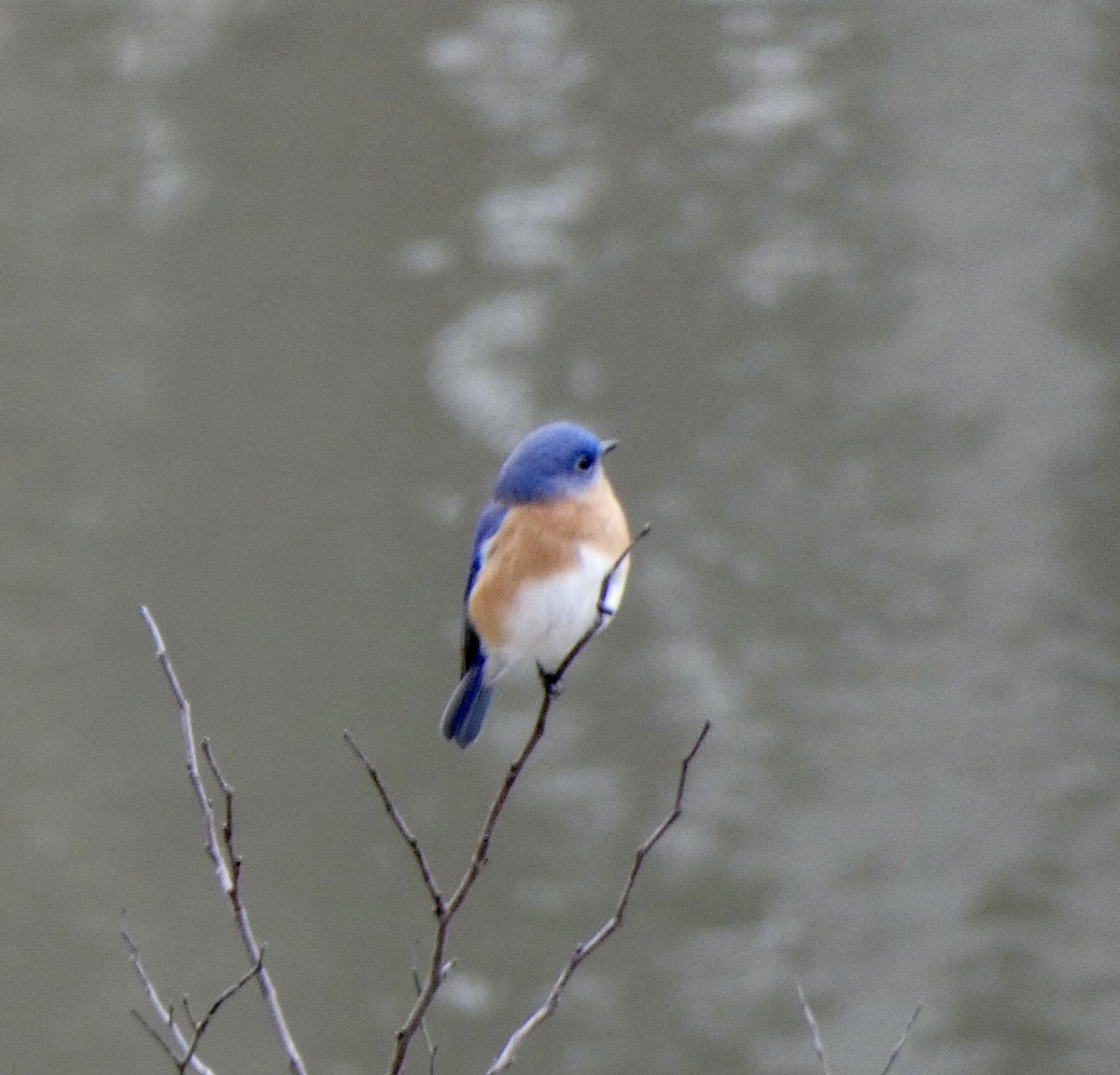 Eastern Bluebird - ML299415051