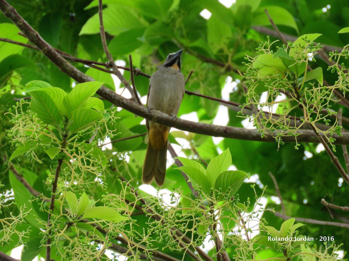 Buff-throated Saltator - ML29941521