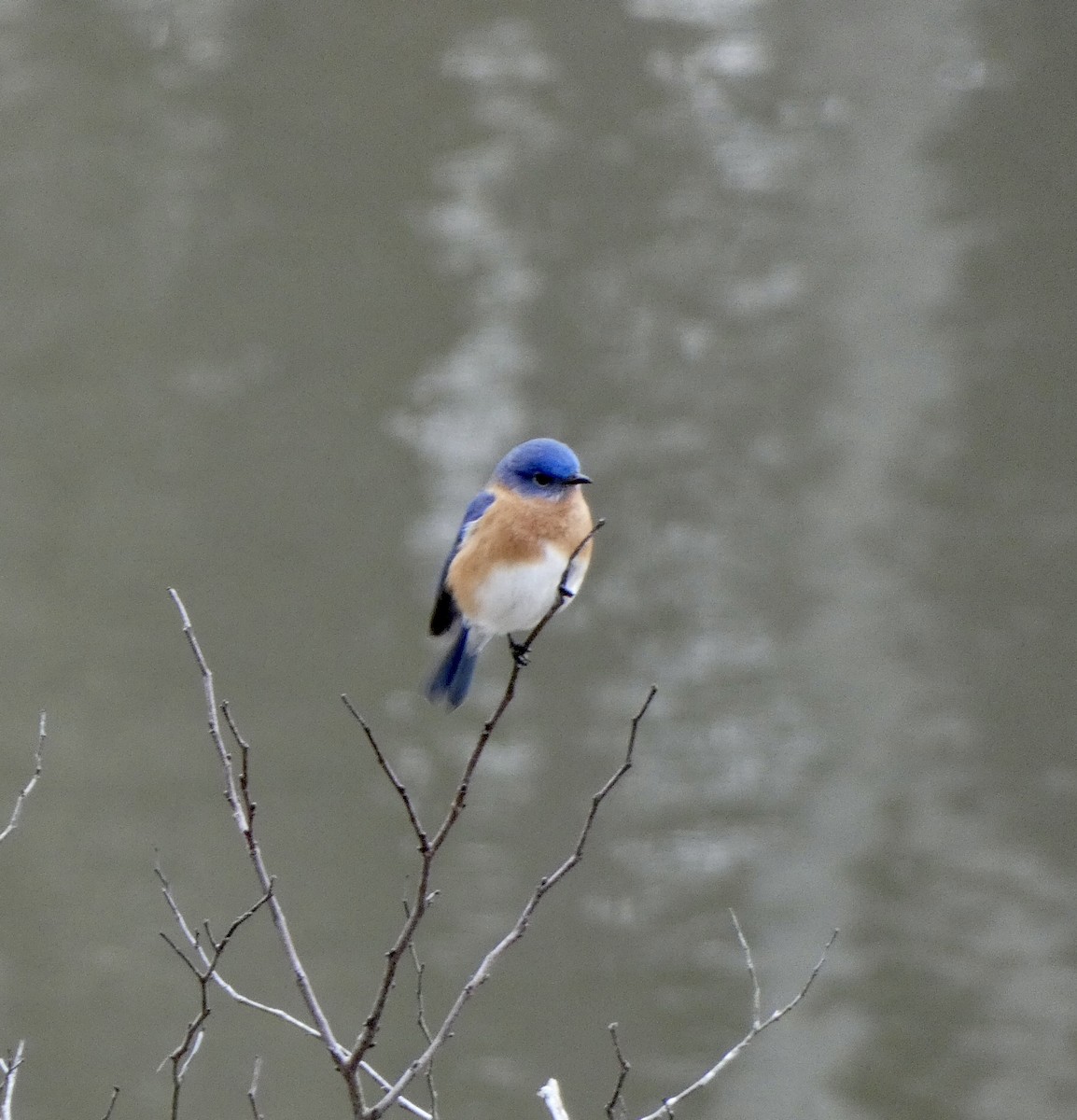 Eastern Bluebird - ML299415211