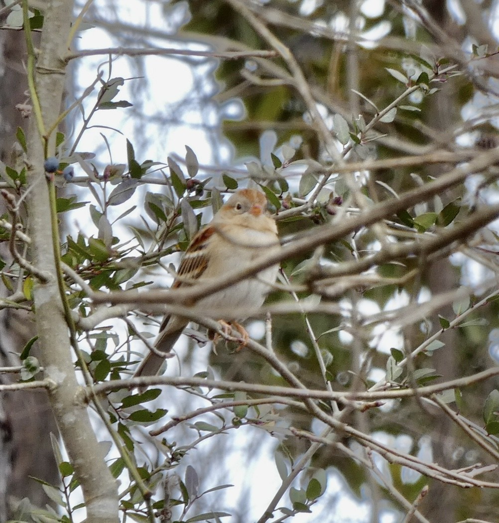 Field Sparrow - ML299415601