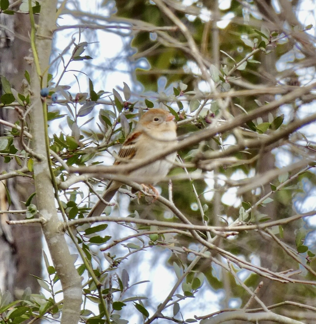 Field Sparrow - ML299415611