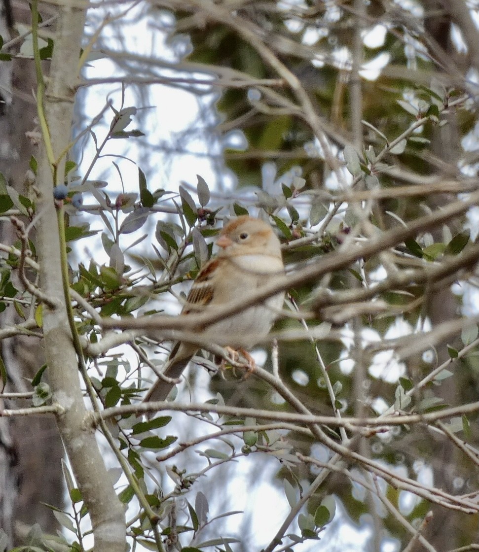 Field Sparrow - ML299415731