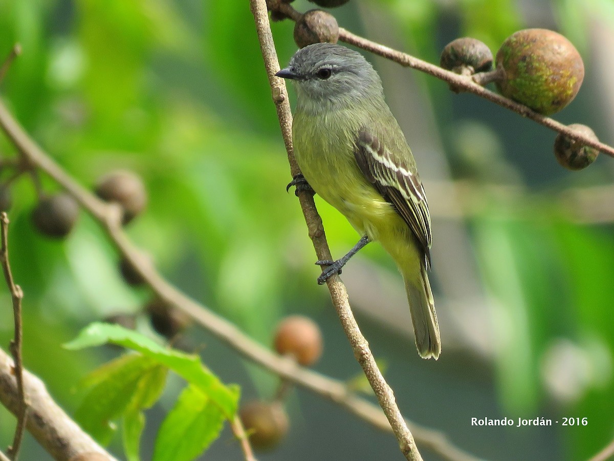Yellow-crowned Tyrannulet - ML29941591