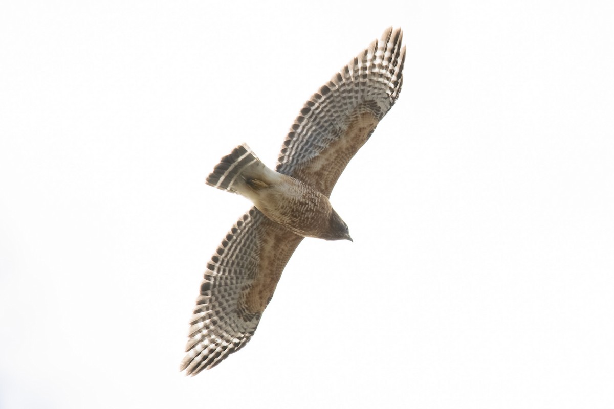 Red-shouldered Hawk - ML299416971