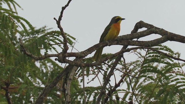 Sulphur-breasted Bushshrike - ML299417381
