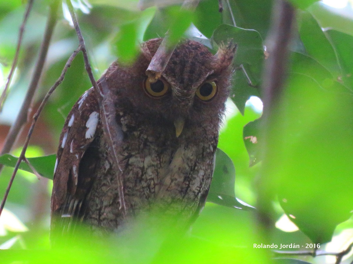 Choco Screech-Owl - Rolando Jordan