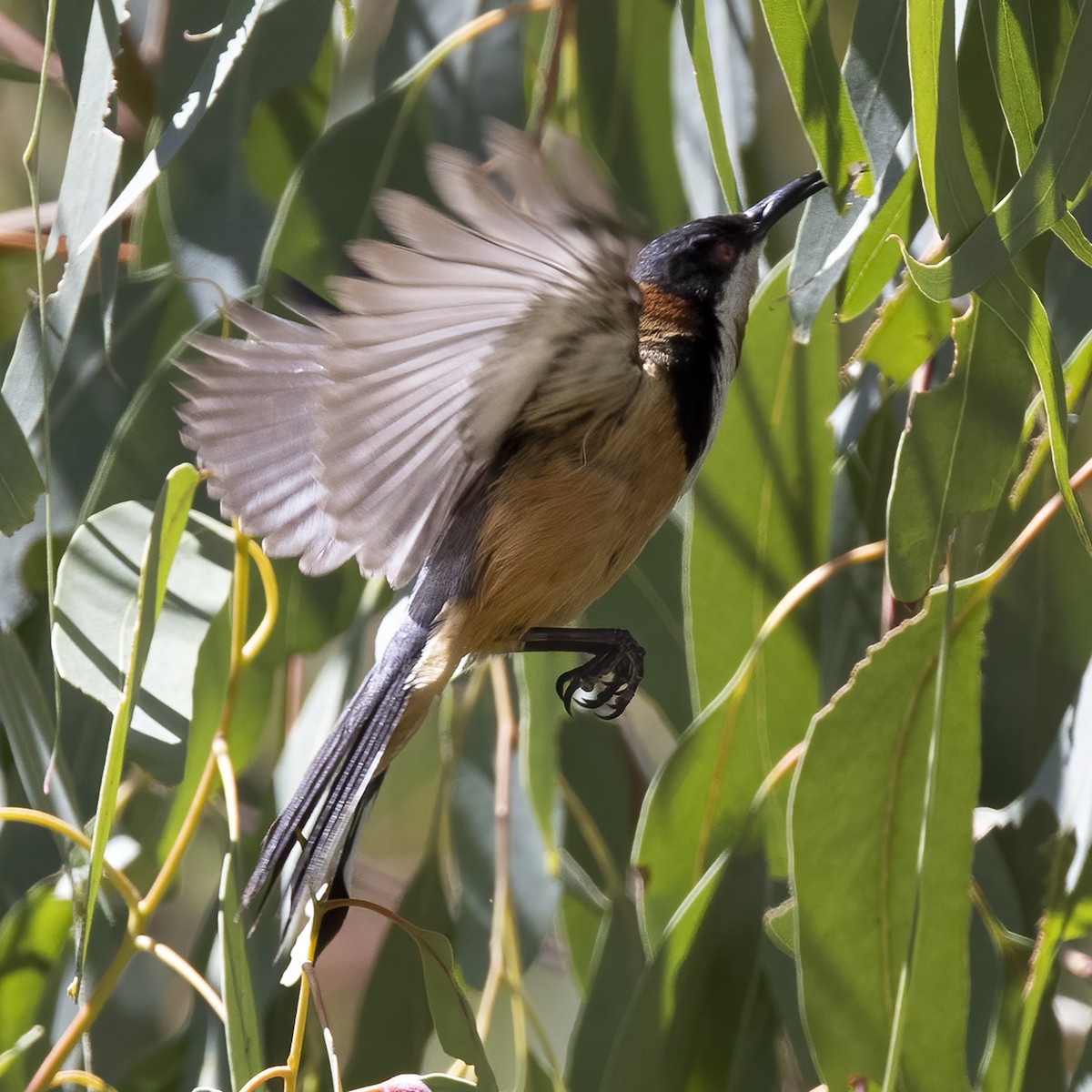 Eastern Spinebill - ML299419141