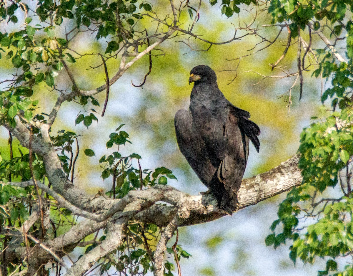 Great Black Hawk - ML299421621