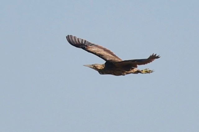 American Bittern - ML299423311